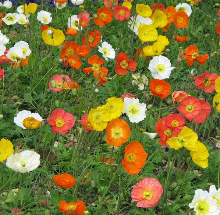 Islandmohn 'Champagne Bubbles'