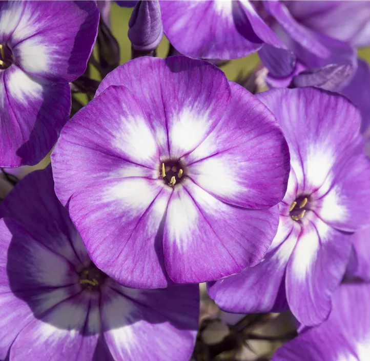 Hohe Garten-Flammenblume 'Laura' 