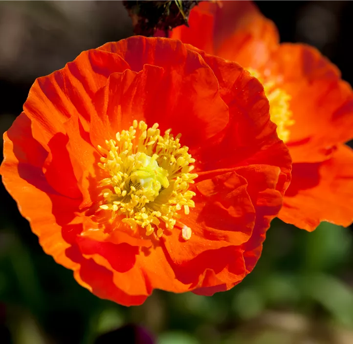 Islandmohn 'Champagne Bubbles'