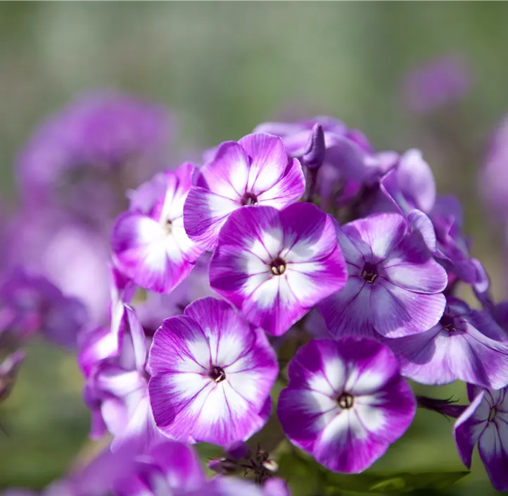 Hohe Garten-Flammenblume 'Laura' 