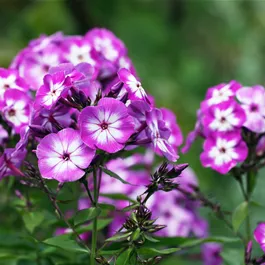 Phlox paniculata Laura