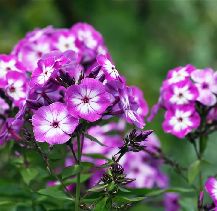 Hohe Garten-Flammenblume 'Laura' 