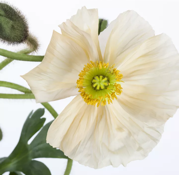 Islandmohn 'Champagne Bubbles'