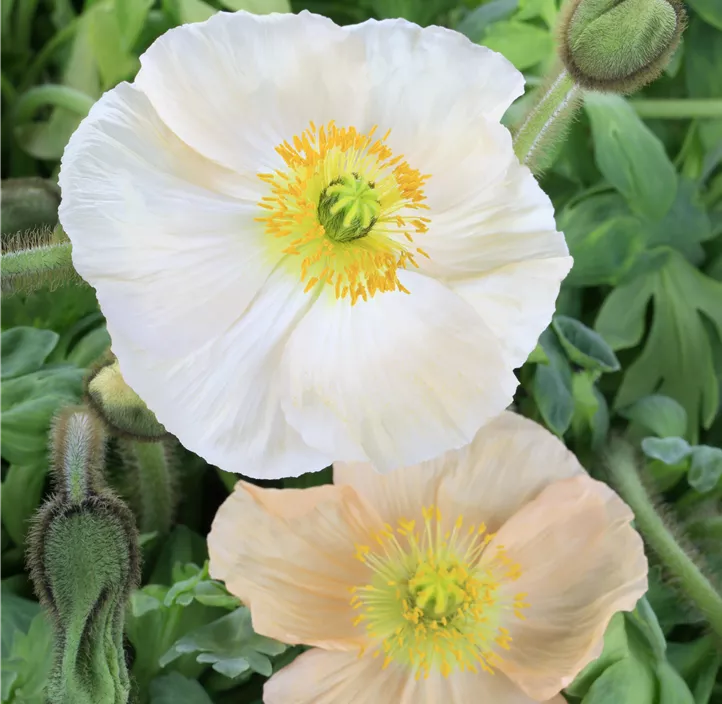 Islandmohn 'Champagne Bubbles'