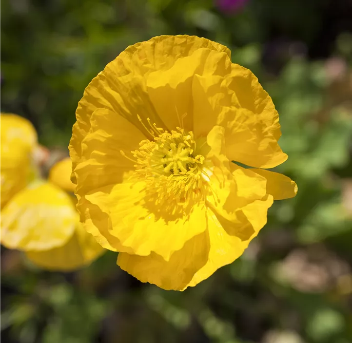 Islandmohn 'Champagne Bubbles'