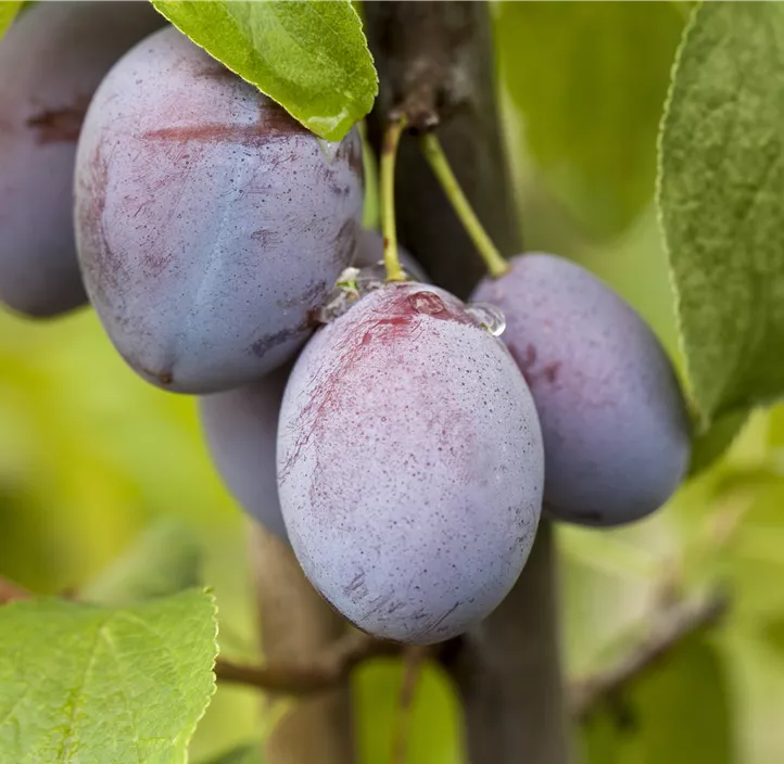 Zwetschge 'Ersinger Frühe'