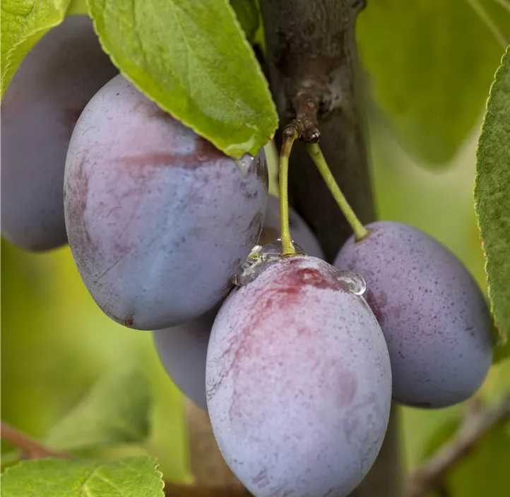 Zwetschge 'Ersinger Frühe'