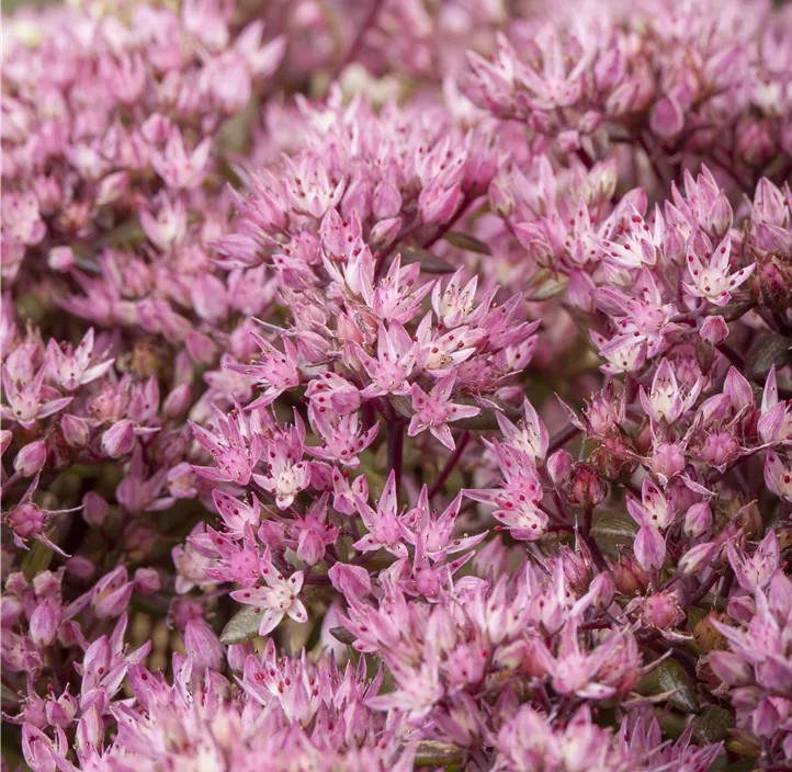 Prächtiges Fettblatt 'Crystal Pink'