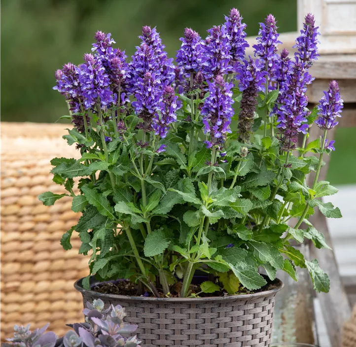 Garten-Blüten-Salbei 'Blue Marvel'