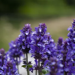 Salvia nemorosa Marvel Dark Blue