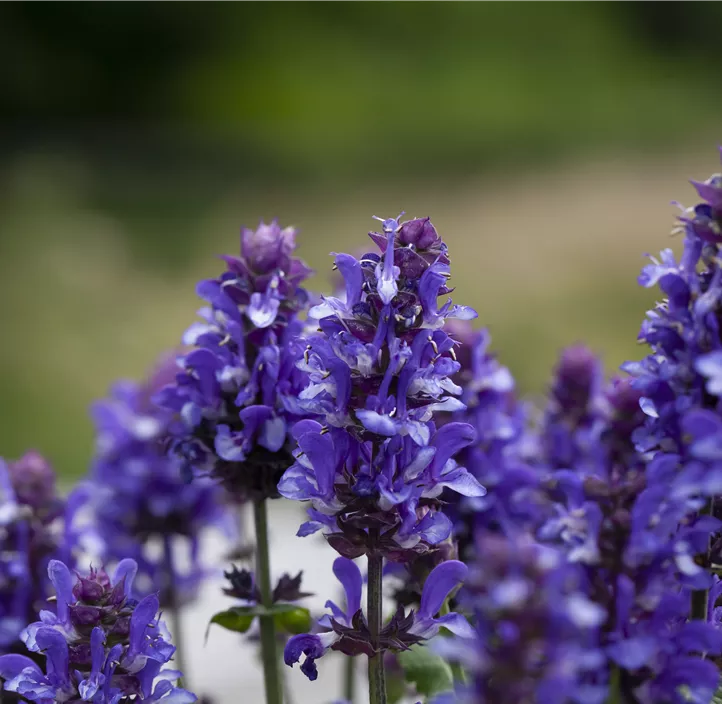 Garten-Blüten-Salbei 'Blue Marvel'