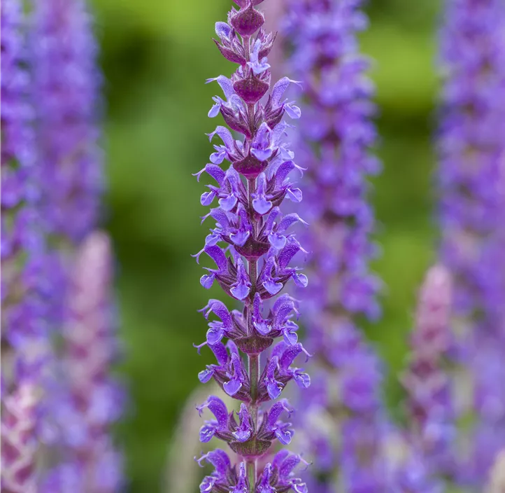 Garten-Blüten-Salbei 'Ostfriesland'