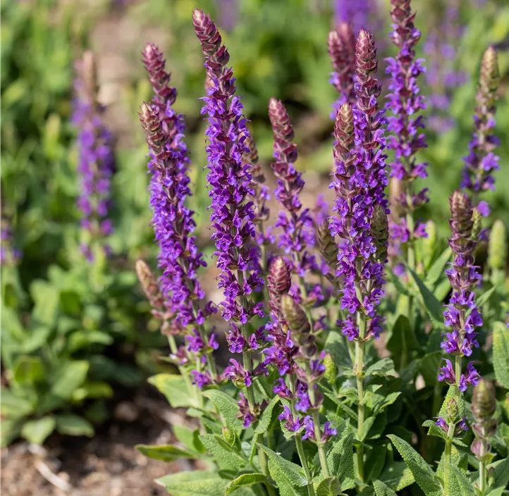 Garten-Blüten-Salbei 'Ostfriesland'