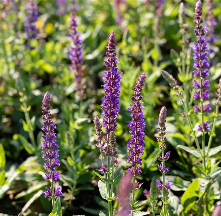 Garten-Blüten-Salbei 'Ostfriesland'