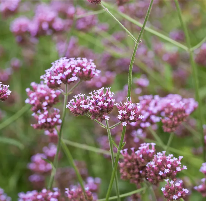 Eisenkraut 'Violet Blue'