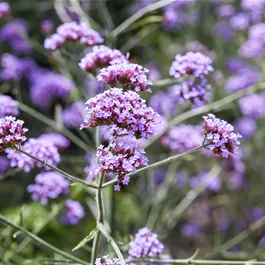 Verbena rigida Venosa Lilac