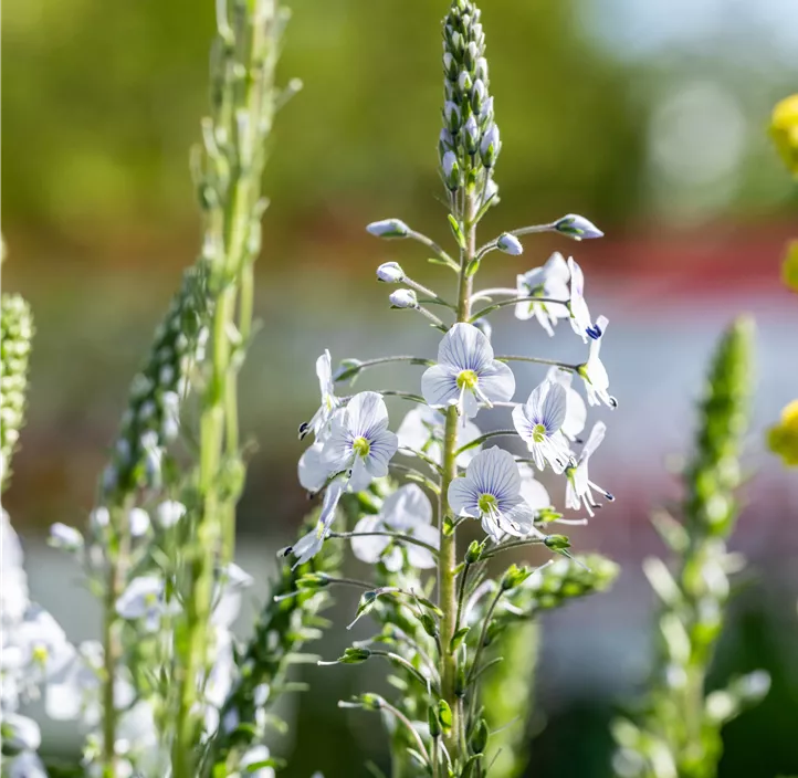 Enzianblättriger Ehrenpreis 'Tissington White'