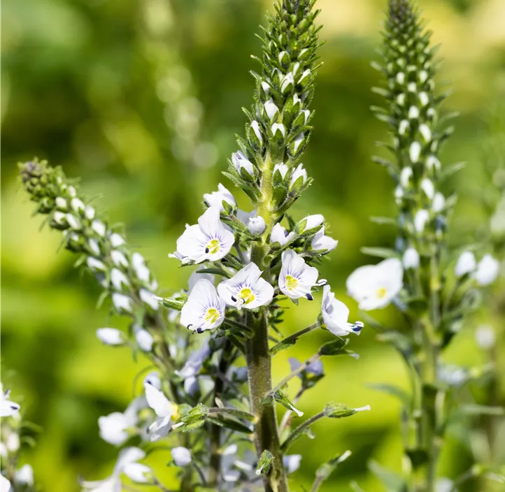 Enzianblättriger Ehrenpreis 'Tissington White'