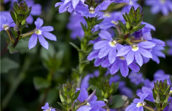 Blaue Fächerblume im Garten