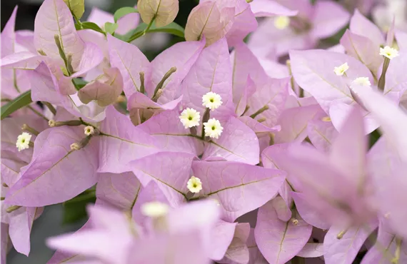 Bougainvillea bzw. Drillingsblume