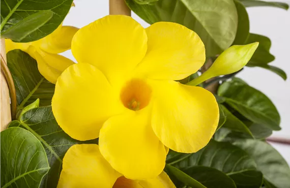 Mandevilla sanderi Diamantina® 'Opale Yellow Citrine'