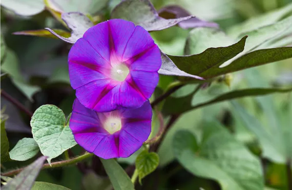 Ipomoea batatas