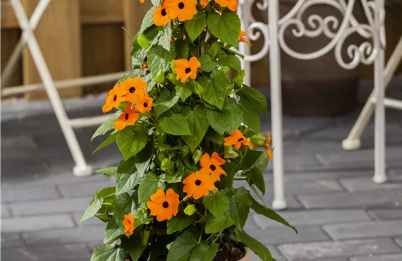 Thunbergia alata