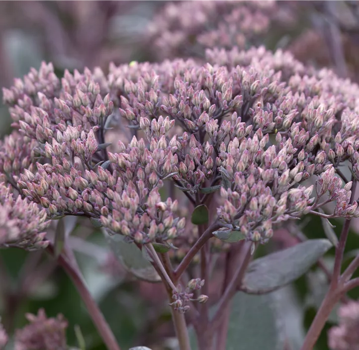 Großes Garten-Fettblatt 'Thunderhead'