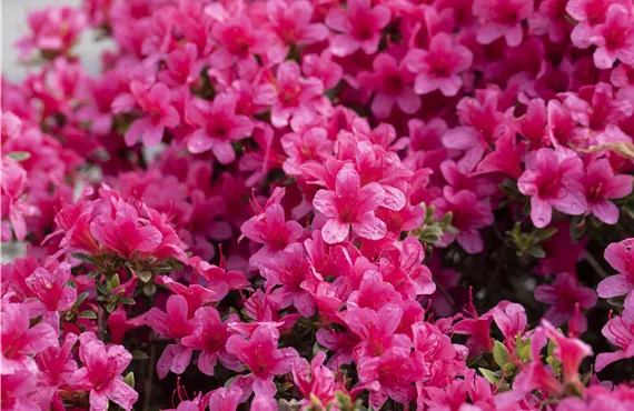 Azalea japonica 'Silvester'