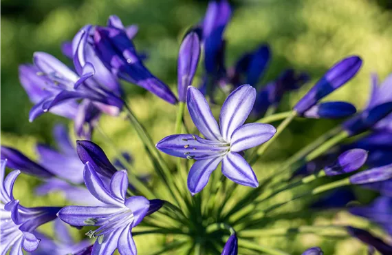 Agapanthus hybride 'Northern Star'