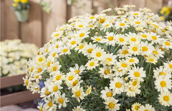 Argyranthemum frutescens, gelb