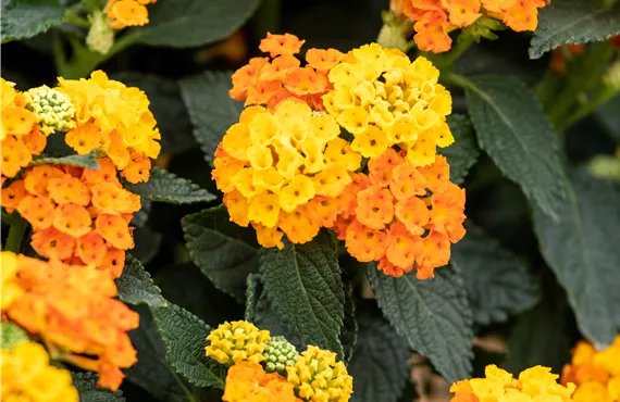 Lantana camara, orange