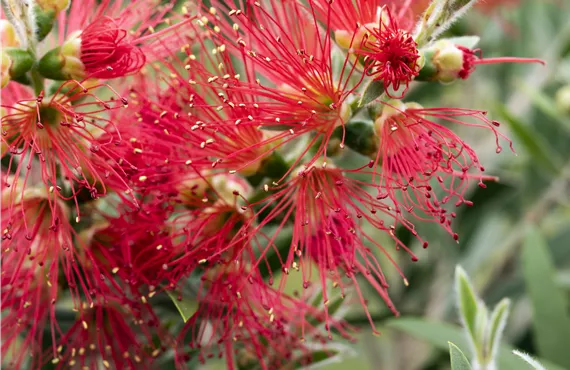 Callistemon 'Masotti'