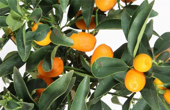 Zwergorangen bzw. Kumquat auf einem Busch