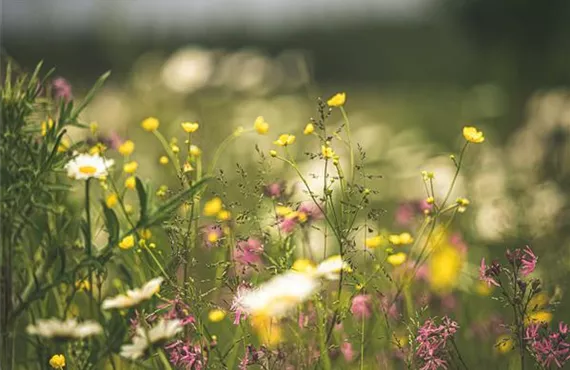 Rasensamenmischung blühende Blumenwiese 