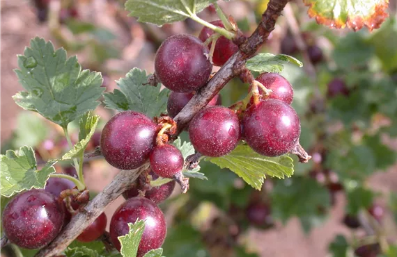 Ribes x nidigrolaria 'Jochina'