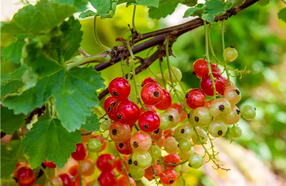 Ribes rubrum 'Rondom'