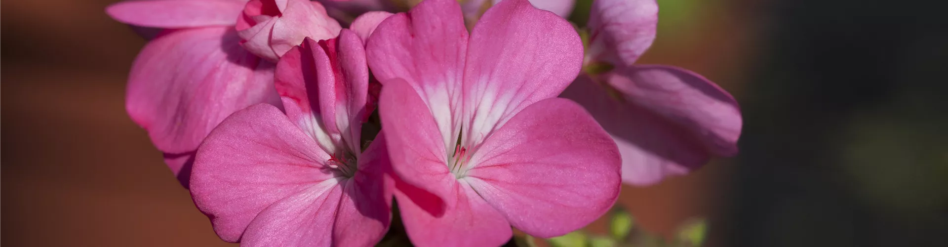 Pelargonien - Bellaflora