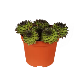 Sempervivum