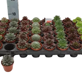 Sempervivum Mini Mix