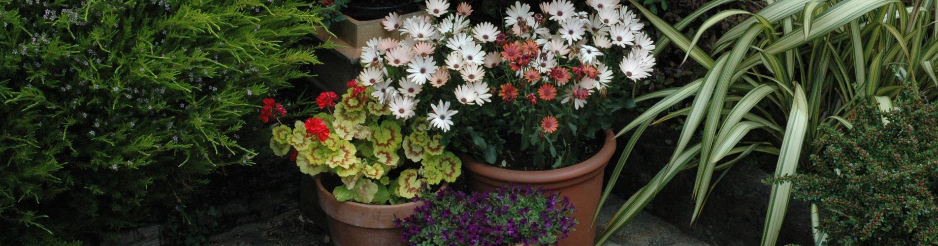 GS621510_Kübelpflanzen_ GS621510_Kübelpflanzen_