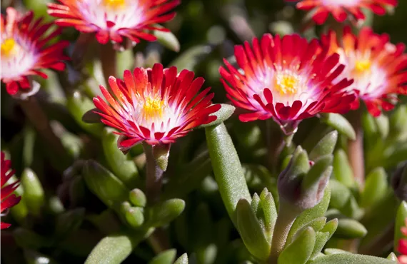 Delosperma cooperi 'Jewel of Desert Grenade'