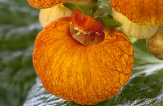 Calceolaria Hybriden