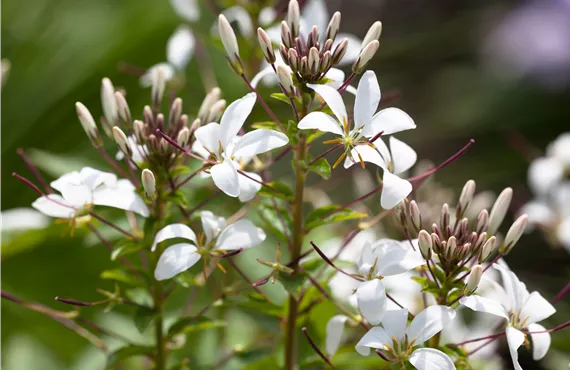 Cleome 'Señorita Blanca'