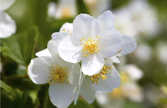 Philadelphus coronarius