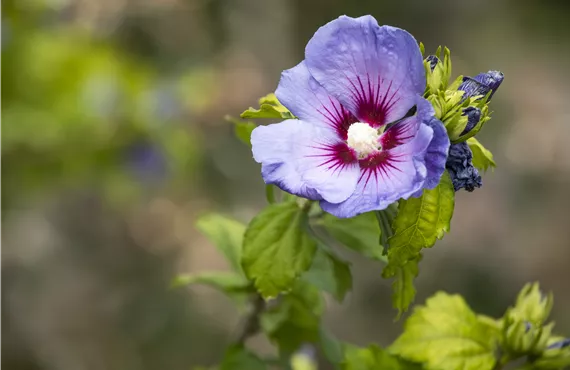 Hibiscus syriacus 'Oiseau Bleu'