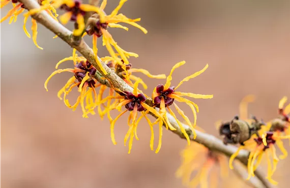 Hamamelis x intermedia 'Winter Beauty'