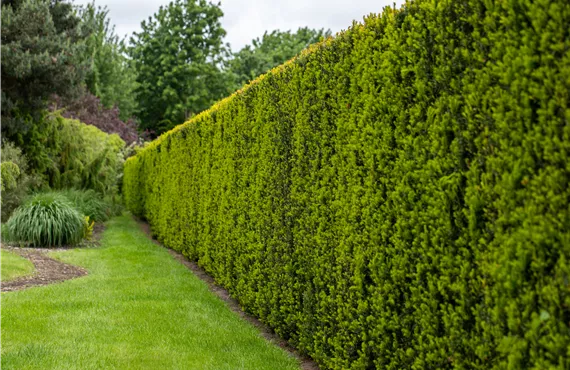 Eibenhecke im Garten