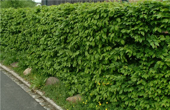 Hainbuchenhecke