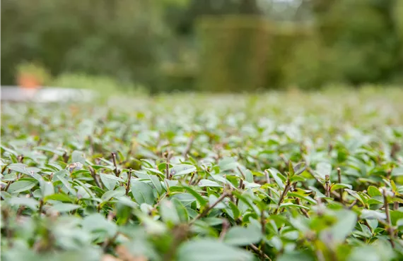 Liguster-Hecke